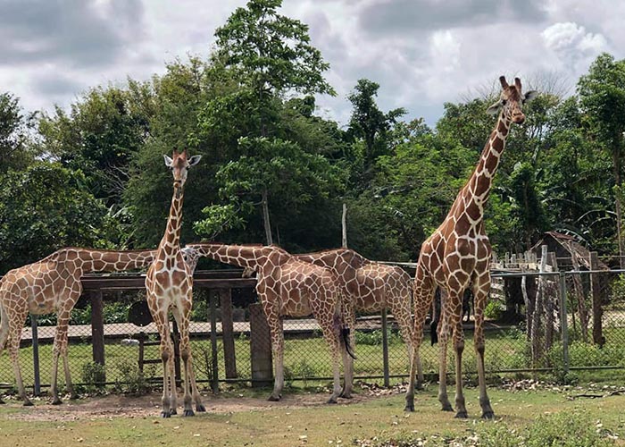 Coron Palawan Calauit Safari Park
